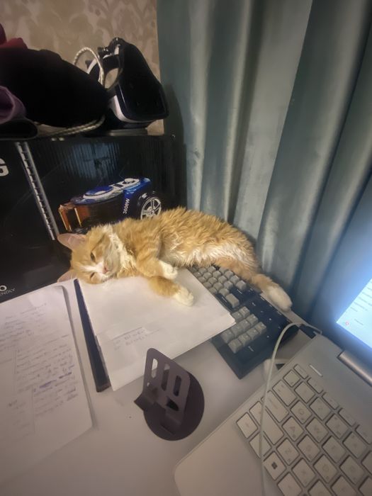 Нажим кот Турецкая ангора