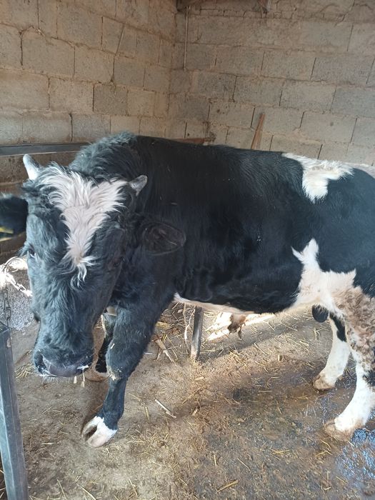 Бұқа сатылады...