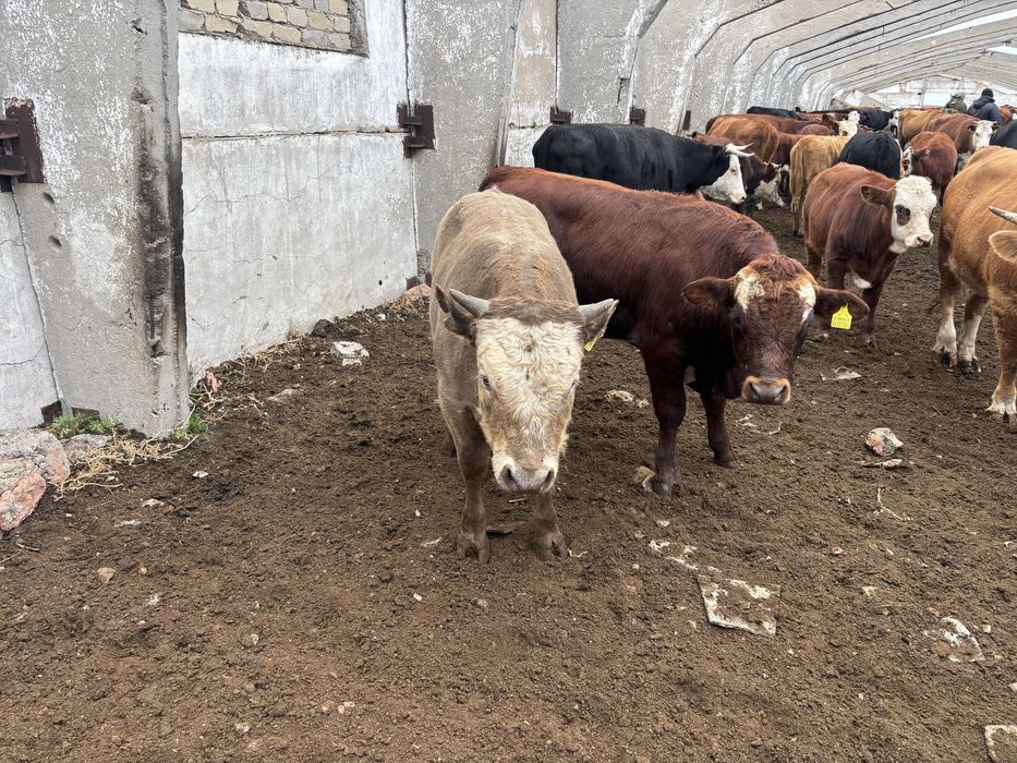 Продам быков 6 голов