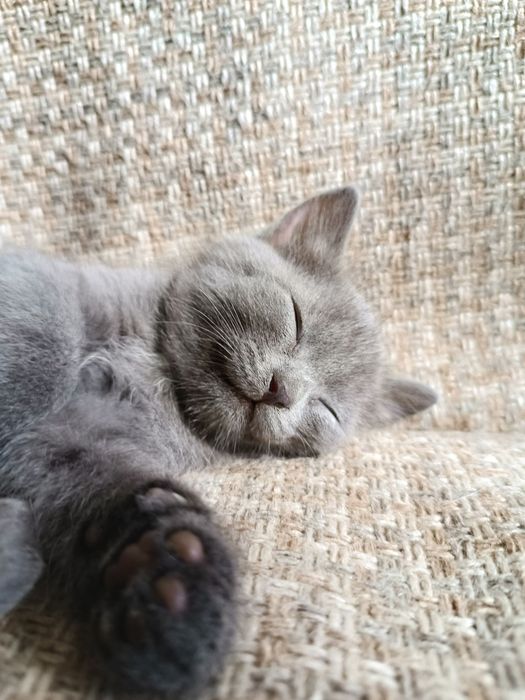 Котята породы Нибелунг