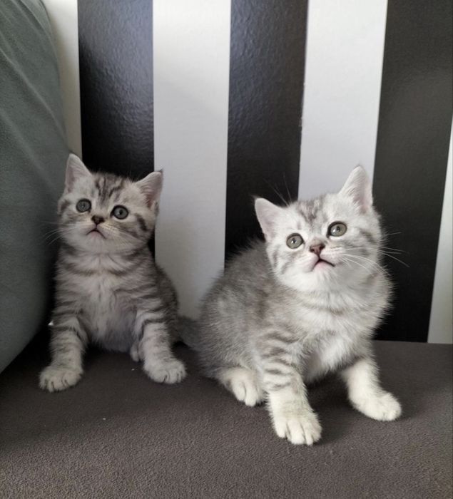 Лиловенькие Котята