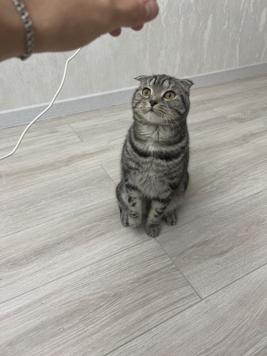 Кот бесплатно в хорошие руки