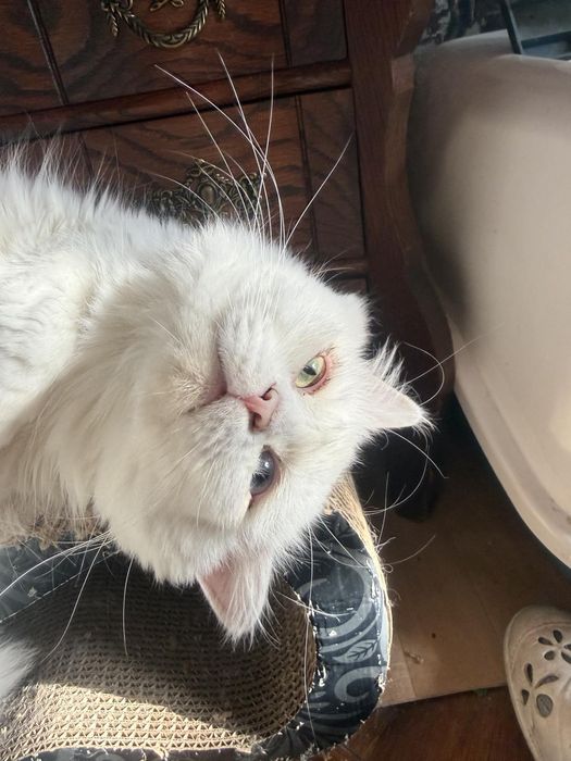 Породисти котета