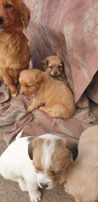 Donez căței drăgălași