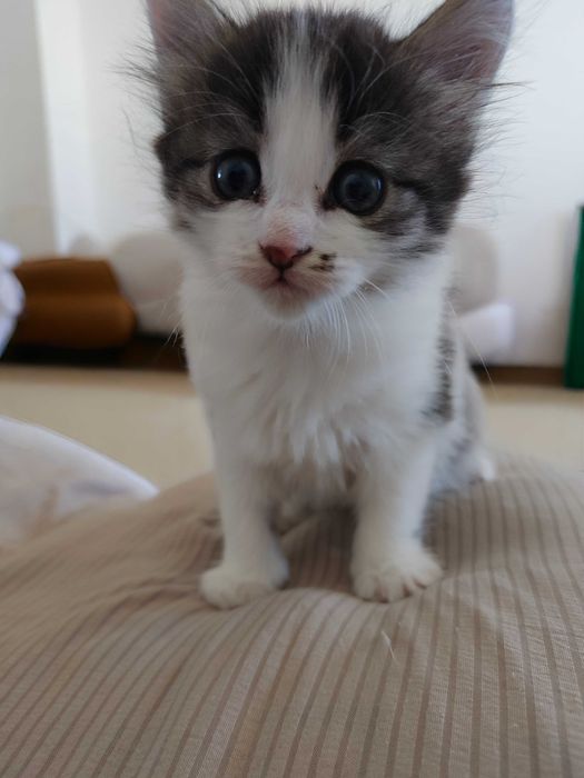 Отдам даром котят