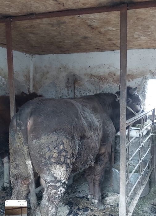 Сатылады семыз огыз