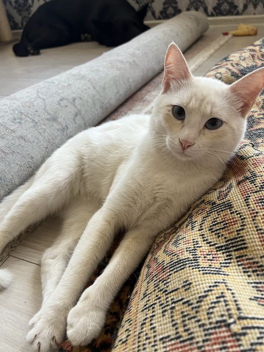 Кот мальчик ищет дом