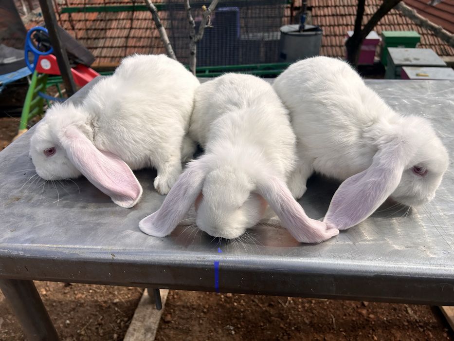 Iepuri berbec german