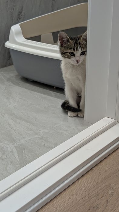 Котенок девочка 2 мес в добрые руки