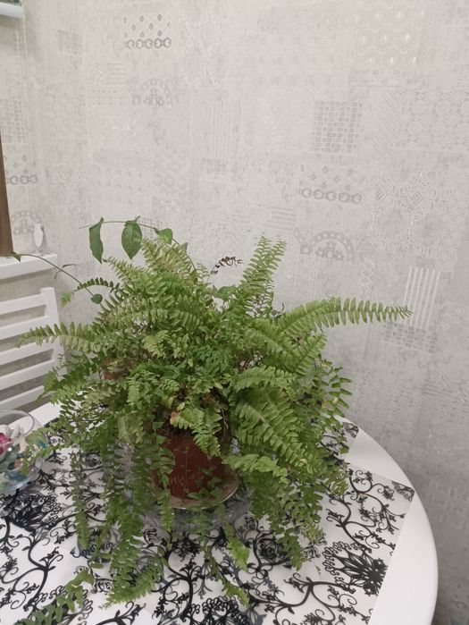 Продам цветы,три штуки на сто тысяч, любые