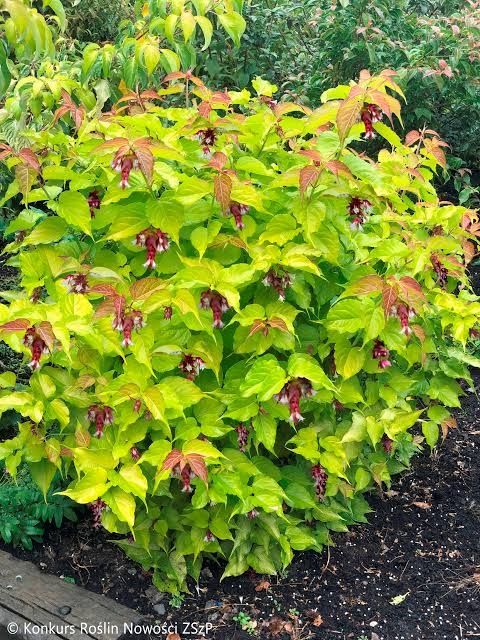 Фазаново дърво (Лейцестерия)