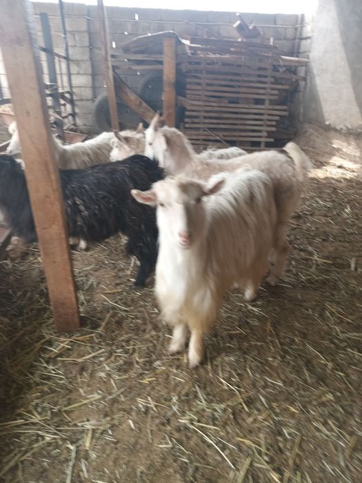 Ешкілер сатылады.