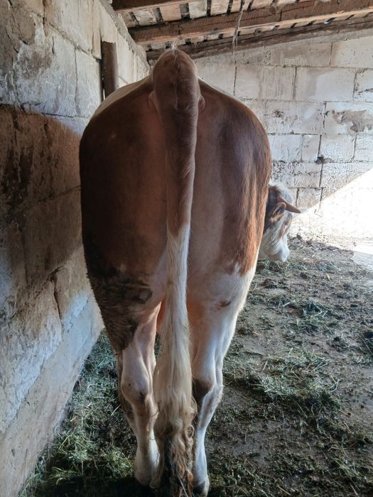 Vand taur  baltata romaneasca