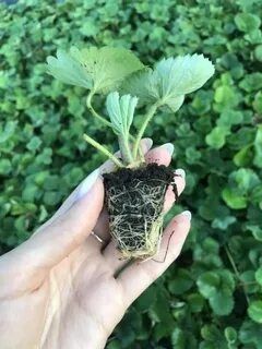 Саженцы клубники для Агробизнеса от 1000шт