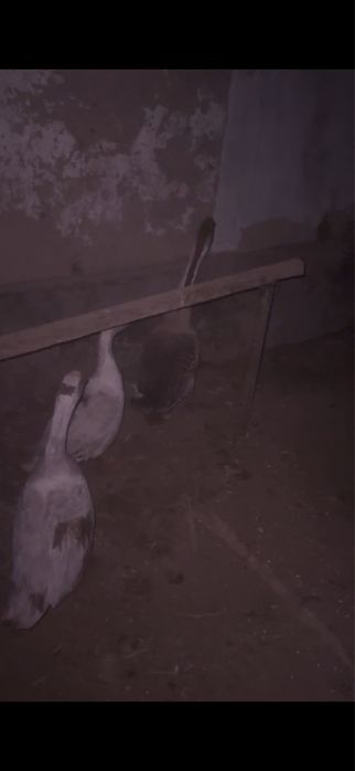 Тауық индаутка қаз