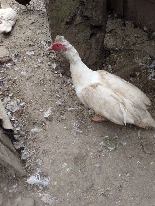 Rațe leșești și cocoși de vânzare, crescute în libertate