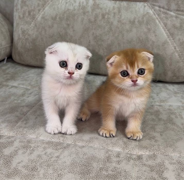 Продаются котята (шиншилла)