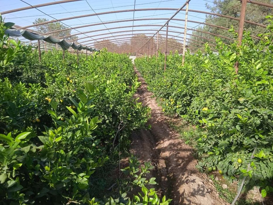 апилсин,мандарин лимон