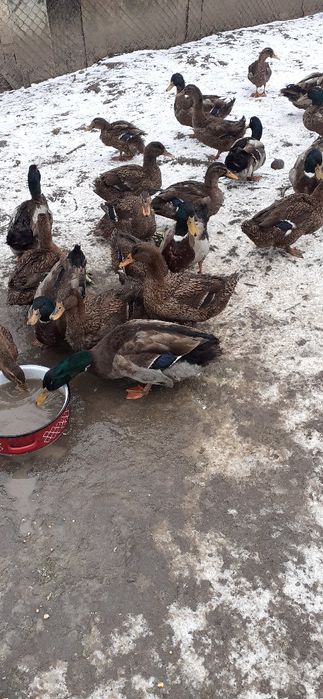 Vind  rate  rouen  rasa