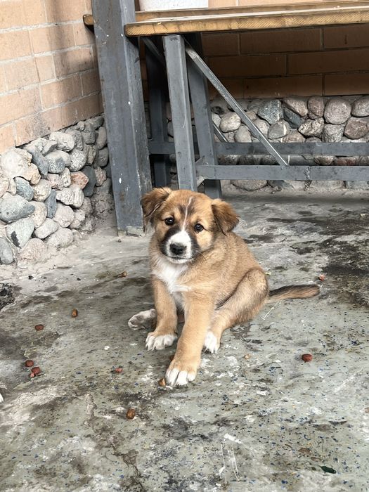 Щенята (девочки)