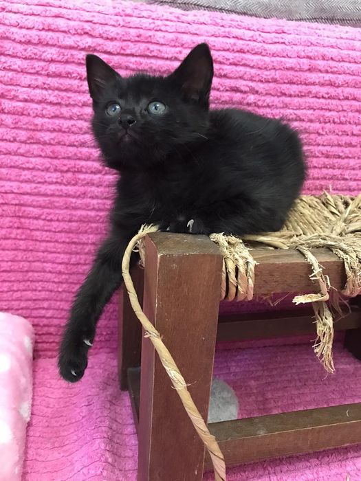 Подарявам малко мъжко коте с изградени навици