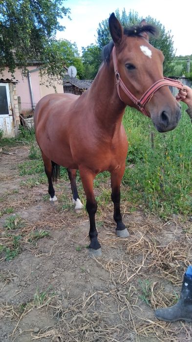 Vând  manza de 4 ani