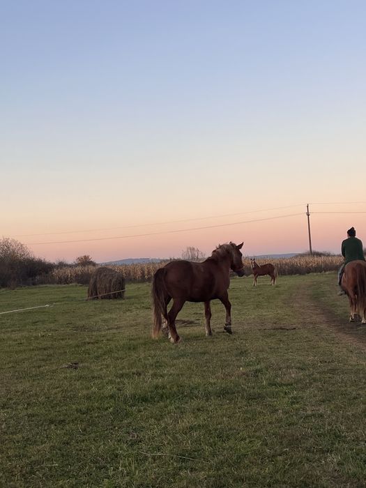 Vand armasar  de 3 ani