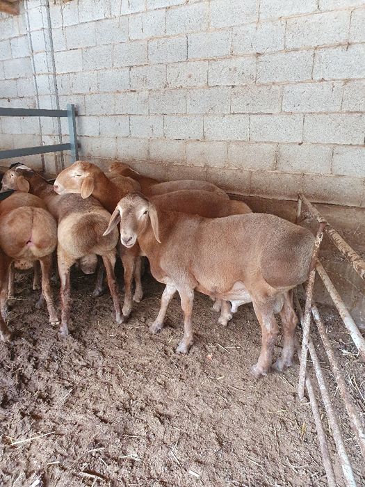 Семиз куйлар бор