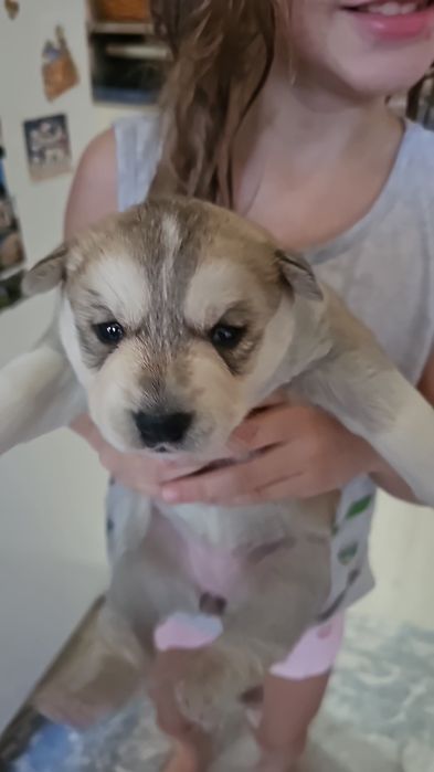 Отдадим щенят(девочки)1.5 месяца в добрые руки.