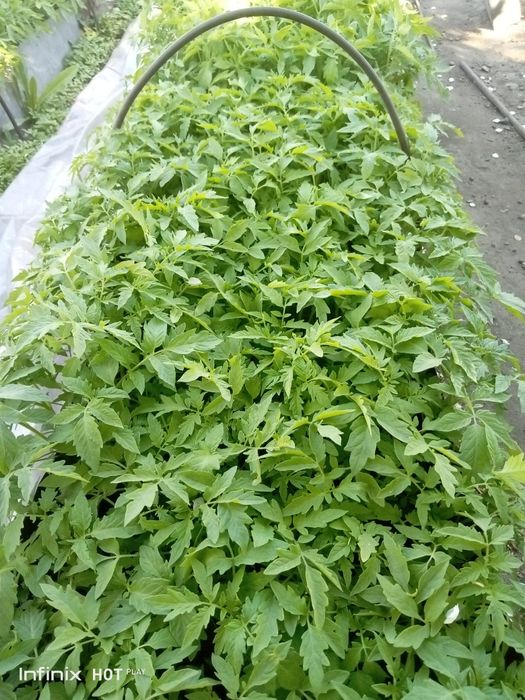 Продам рассаду посёлок Мирный