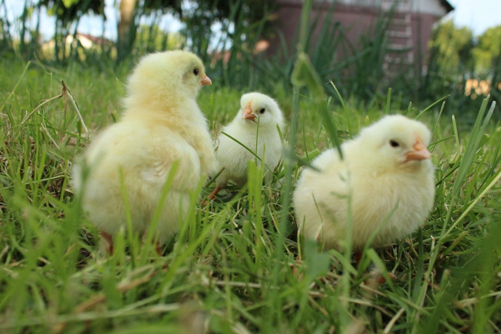 Puișori rasa Leghorn