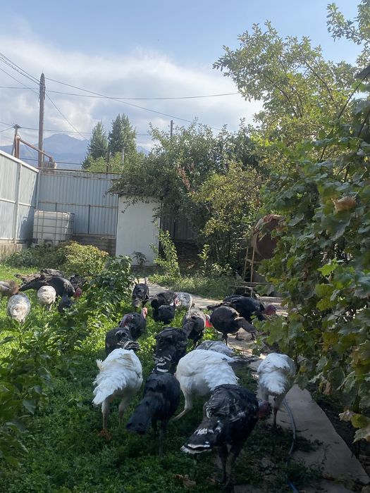Продам индюков уены разные