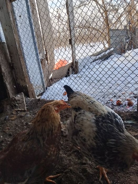 Продаются петухи