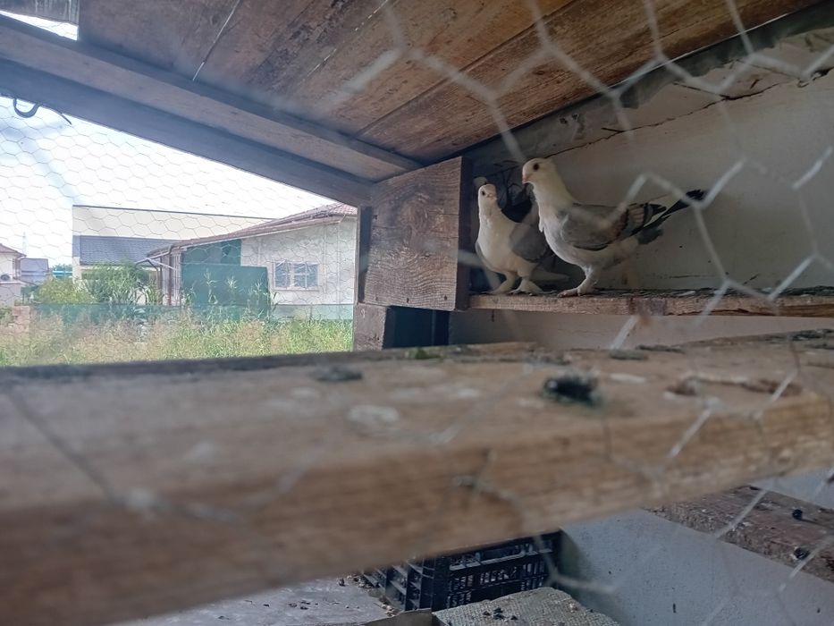 Porumbei satineți(misirlii) sau schimb cu voltați indieni
