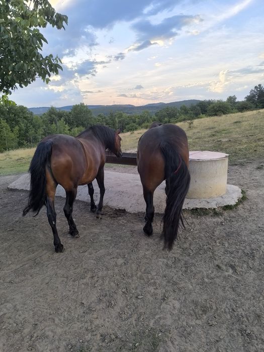 Vând două iepe mama și fiica