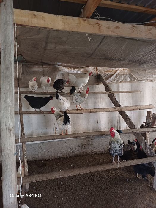 Тауық жумырткасы