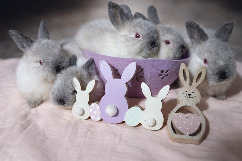 Vând iepuri diferite rase , vârste diferite