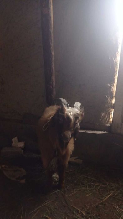 Qoʻchqor echki sotiladi