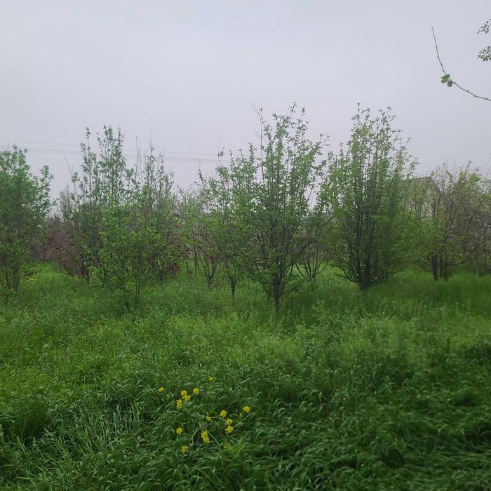 Продаётся дача-ферма 24 соток, dacha-ferma, 24 sotix sotiladi