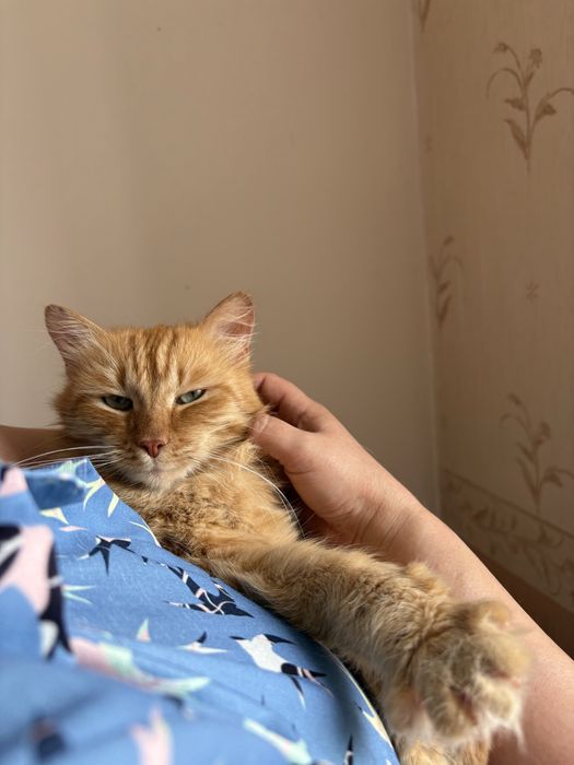 Кот в добрые руки