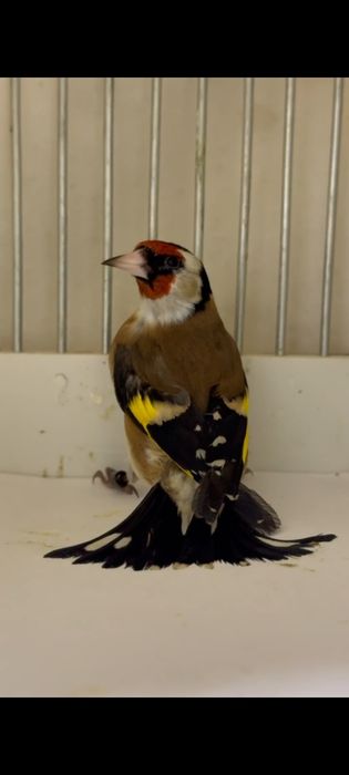 Сава кокил йилли сотилади