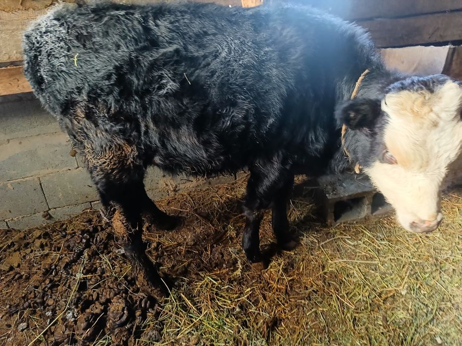 Екі тайынша, бір сиыр