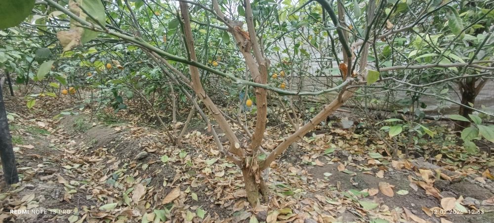 Лимон кўчатлари сотилади