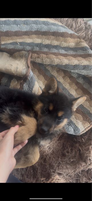 Европейский немецкий овчарка