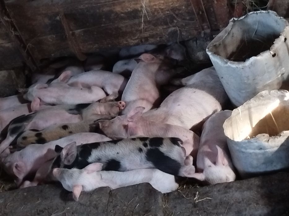 Продам поросят 1 месяц