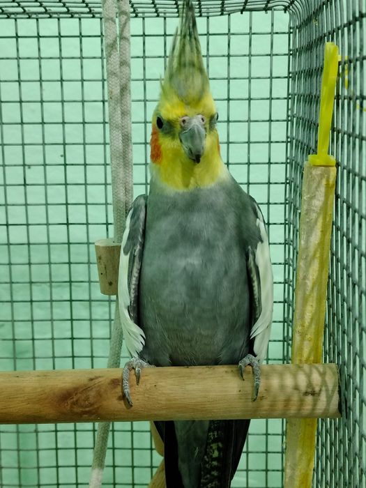 Nimfe ,2 albe si 1 gri