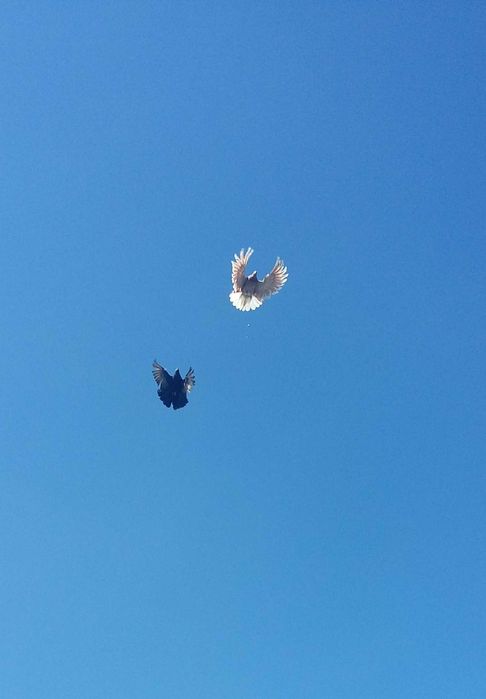 Голуби серпастые бабочки