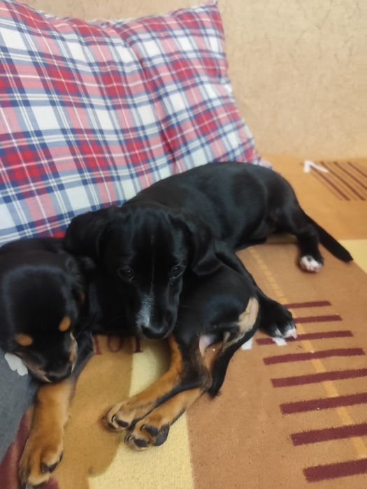 Подарявам кученце