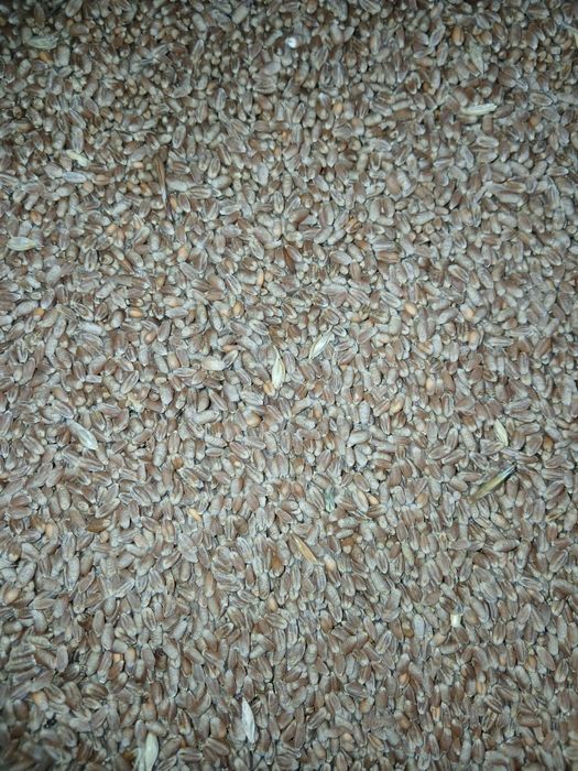 Grau.   de.   vanzare