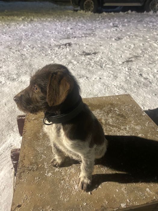 Щенок  дратхаара